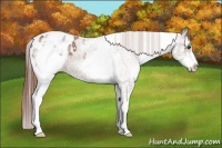 Horse Color:White Spotted Chestnut Sabino Appaloosa 