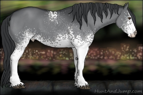 Horse Color:White Spotted Black Chinchilla