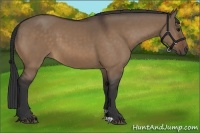 Horse Color:Bay Dun
