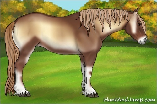 Horse Color:Red Onyx 