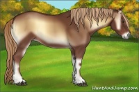 Horse Color:Red Onyx