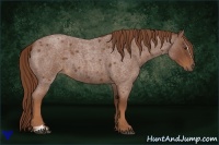 Horse Color:Red Roan Sabino 