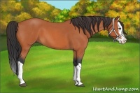 Horse Color:Bay Roan Splash