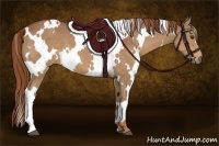 Horse Color:White Spotted Chestnut 
