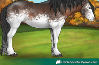 Horse Color:White Spotted Brown 