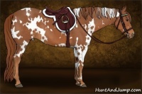 Horse Color:White Spotted Chestnut