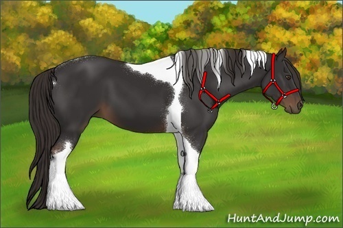 Horse Color:Liver Chestnut Tobiano 