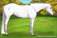Horse Color:Brown Appaloosa 