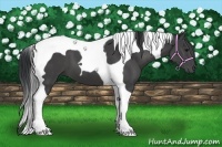 Horse Color:Black Tobiano 