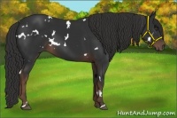 Horse Color:White Spotted Liver Chestnut