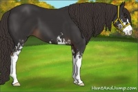 Horse Color:Liver Chestnut Sabino