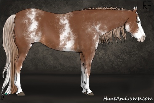 Horse Color:White Spotted Chestnut Sabino Splash