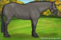 Horse Color:Grullo 