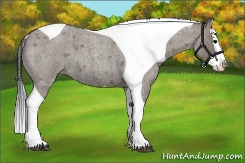 Horse Color:Grullo Roan Splash Tobiano 