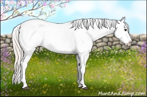 Horse Color:Silver Bay Dun Varnish