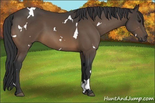 Horse Color:White Spotted Buckskin 
