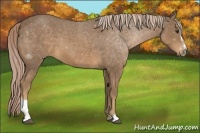 Horse Color:Chocolate Palomino Sabino 
