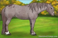 Horse Color:Chocolate Brown Sabino Appaloosa 