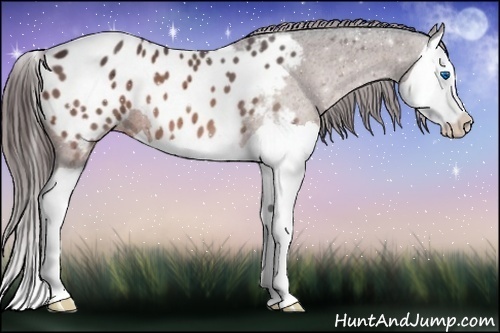 Horse Color:Bay Splash Appaloosa