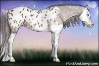 Horse Color:Bay Splash Appaloosa 