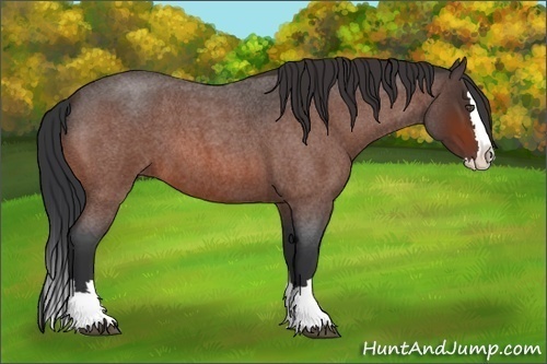 Horse Color:Bay Roan Splash