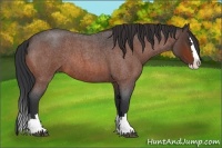 Horse Color:Bay Roan Splash
