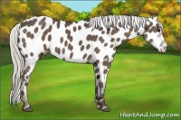 Horse Color:Silver Black Appaloosa 