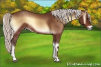 Horse Color:Silver Bay Onyx