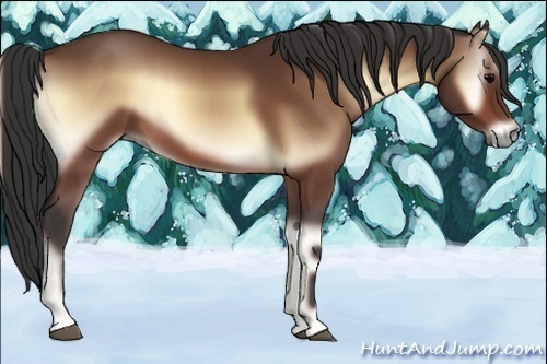 Horse Color:Bay Onyx 