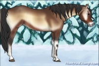 Horse Color:Bay Onyx 