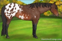Horse Color:Bay Appaloosa 