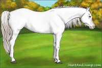 Horse Color:Chestnut Appaloosa