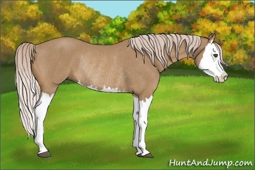 Horse Color:Palomino Splash Rabicano