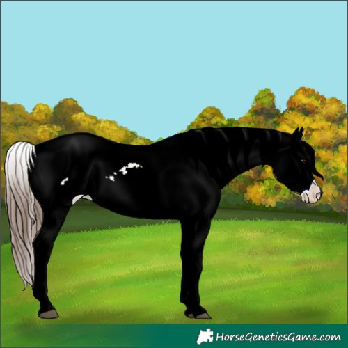 Horse Color:Brown Appaloosa