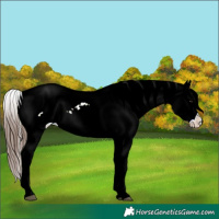 Horse Color:Brown Appaloosa 