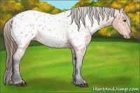 Horse Color:Bay Appaloosa 