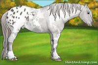 Horse Color:White Spotted Grullo Appaloosa 