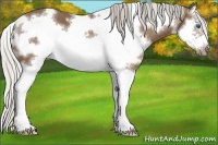 Horse Color:White Spotted Silver Black Splash Frame 