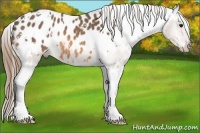 Horse Color:White Spotted Buckskin Appaloosa 