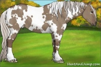 Horse Color:White Spotted Silver Grullo 
