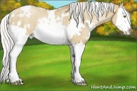 Horse Color:White Spotted Silver Grullo Pearl Splash Rabicano