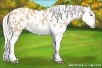 Horse Color:White Spotted Silver Amber Champagne Splash Appaloosa