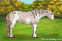 Horse Color:White Spotted Chestnut Appaloosa 