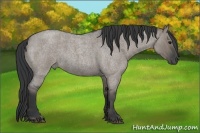 Horse Color:Grullo Roan 