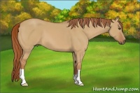 Horse Color:Red Dun 