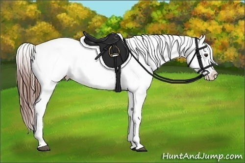 Horse Color:White Spotted Chestnut Sabino Appaloosa 