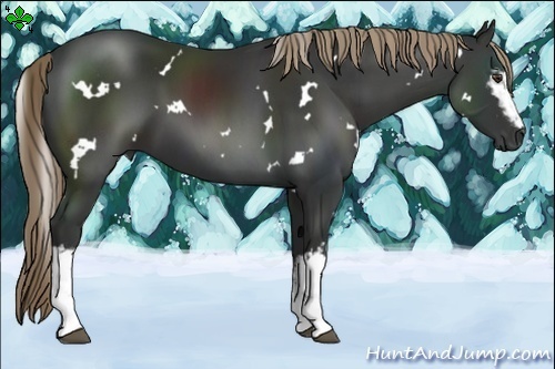 Horse Color:White Spotted Liver Chestnut 