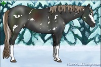 Horse Color:White Spotted Liver Chestnut 