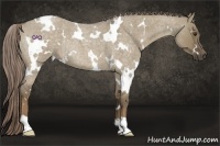 Horse Color:White Spotted Chocolate Palomino Roan Dun Rabicano