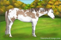 Horse Color:White Spotted Black Pearl Splash